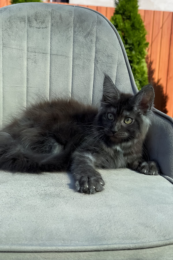 Thea | Maine Coon Kitten