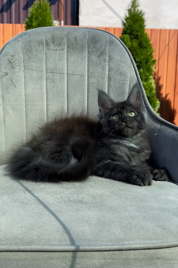 Thea | Maine Coon Kitten