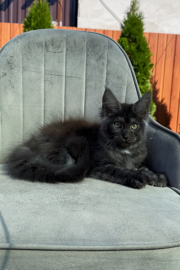 Thea | Maine Coon Kitten