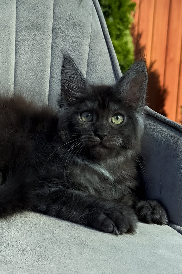 Thea | Maine Coon Kitten