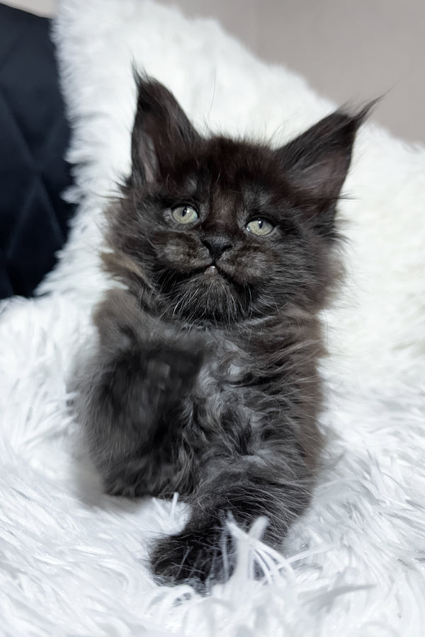 Thorin | Maine Coon Kitten