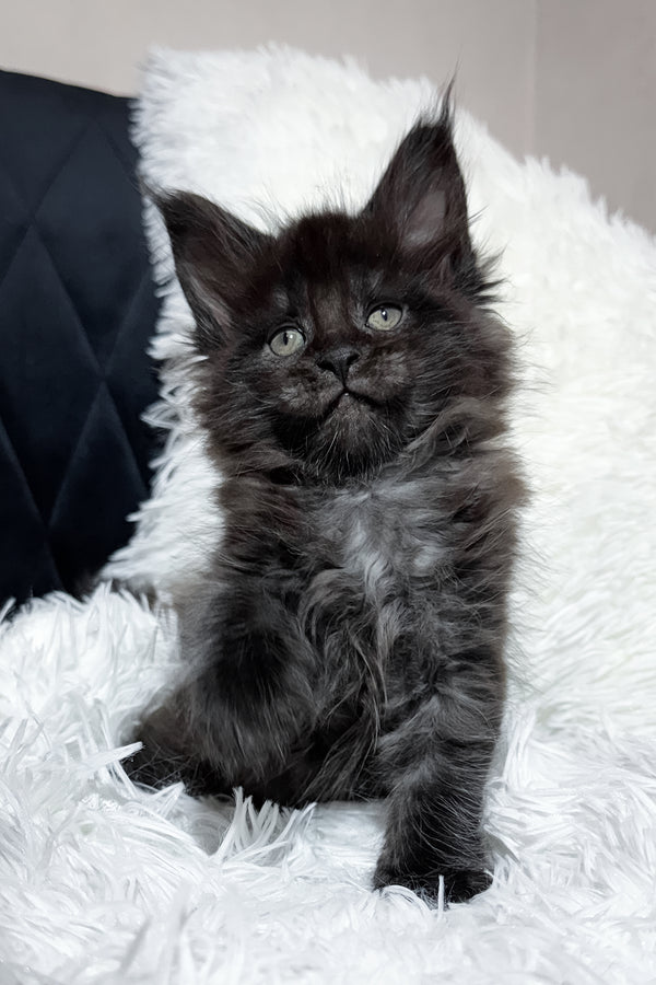 Thorin | Maine Coon Kitten