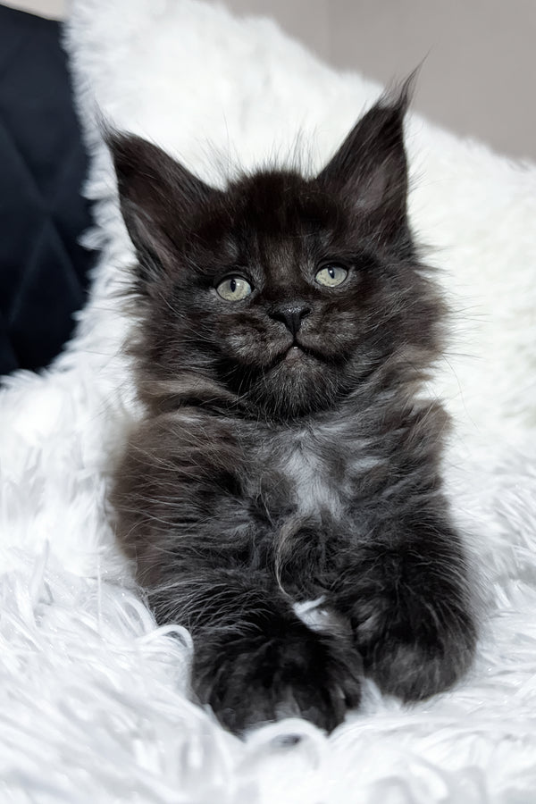 Thorin | Maine Coon Kitten