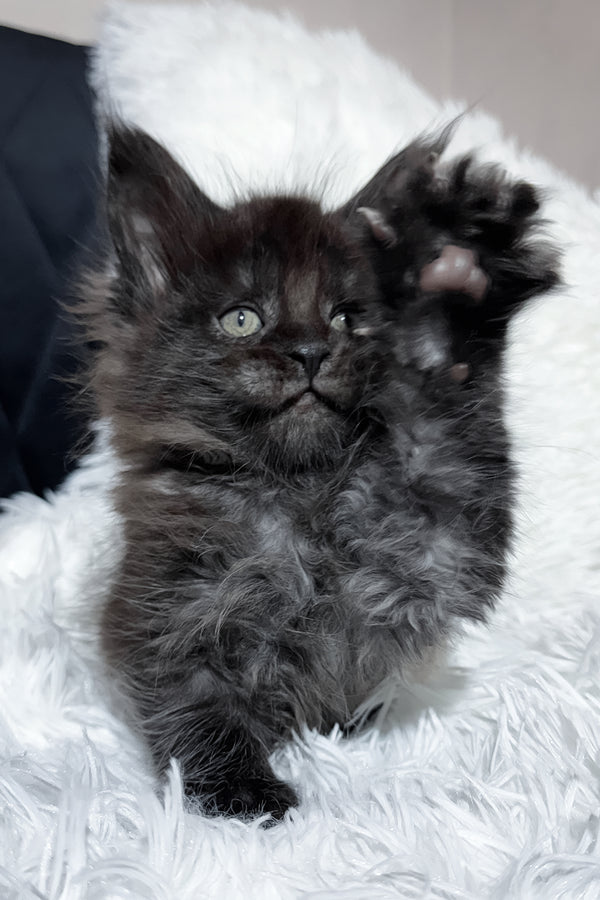 Thorin | Maine Coon Kitten