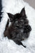 Thorin | Maine Coon Kitten