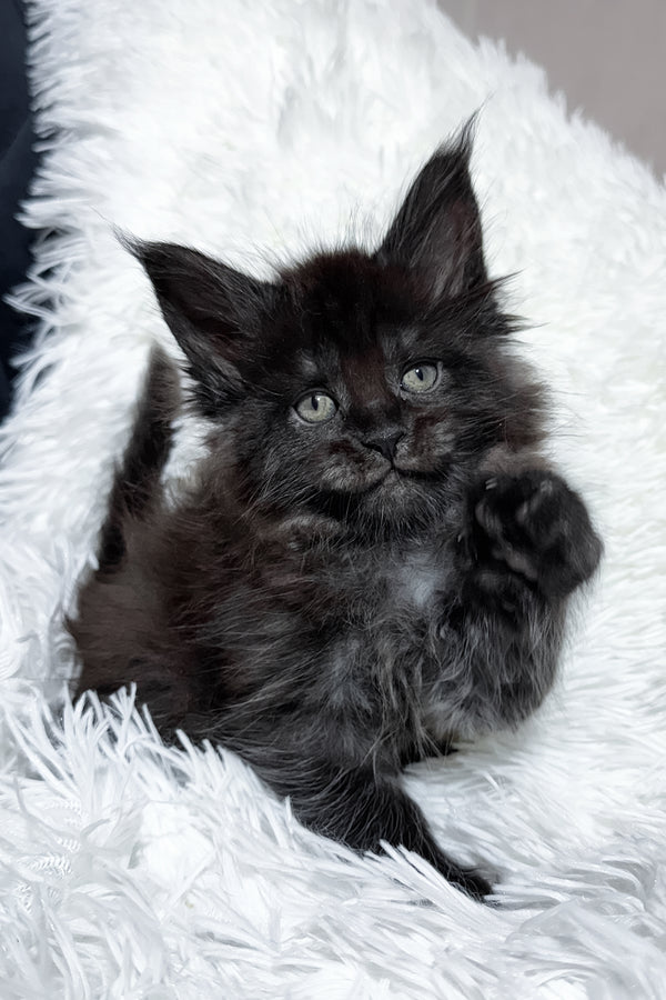 Thorin | Maine Coon Kitten