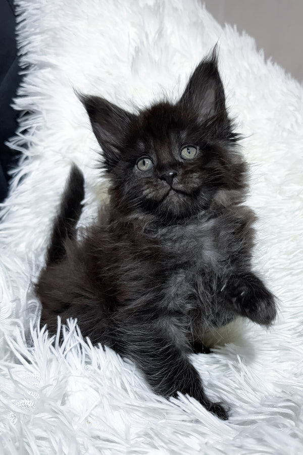 Thorin | Maine Coon Kitten
