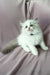 Tiffany | Ragdoll Kitten