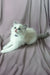 Tiffany | Ragdoll Kitten