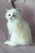 Tiffany | Ragdoll Kitten