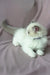 Tiffany | Ragdoll Kitten