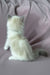 Tiffany | Ragdoll Kitten