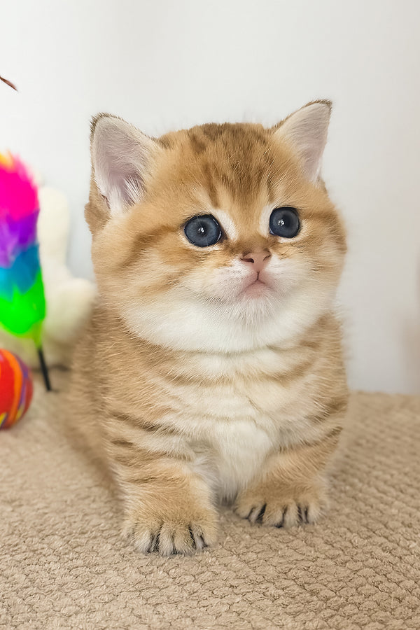 Tiger | Munchkin Kitten
