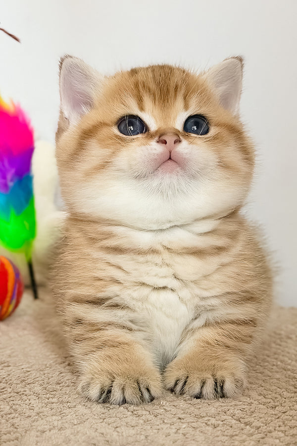 Tiger | Munchkin Kitten