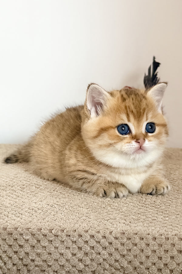 Tiger | Munchkin Kitten