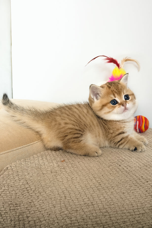 Tiger | Munchkin Kitten