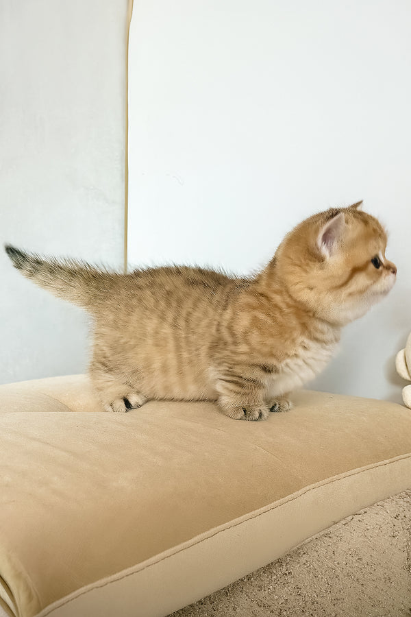 Tiger | Munchkin Kitten