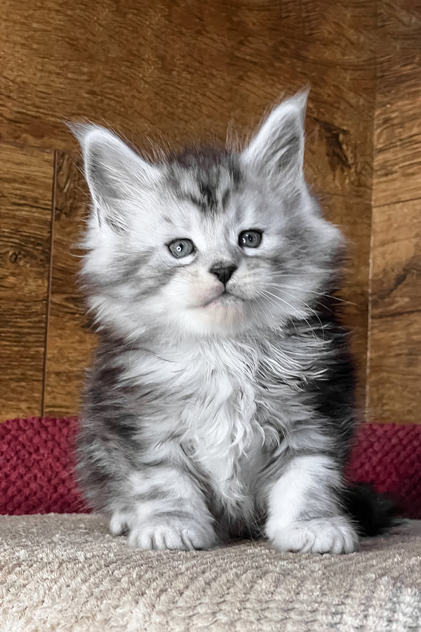 Tiger | Maine Coon Kitten
