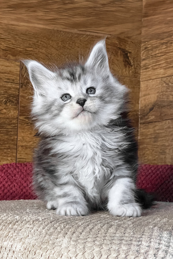 Tiger | Maine Coon Kitten
