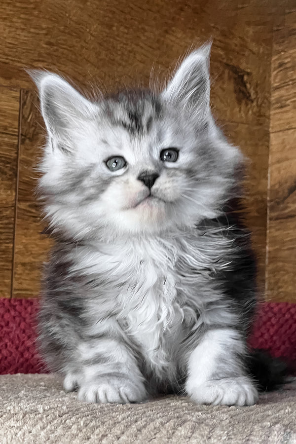 Tiger | Maine Coon Kitten