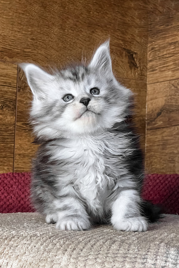 Tiger | Maine Coon Kitten