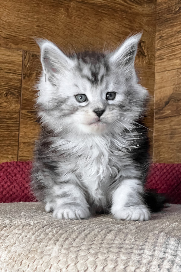 Tiger | Maine Coon Kitten