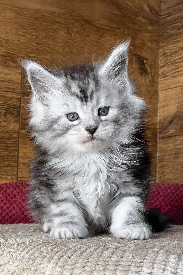 Tiger | Maine Coon Kitten