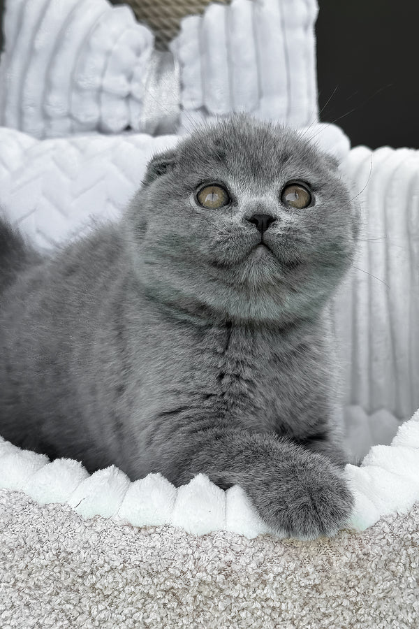 Tyson | Scottish Fold Kitten