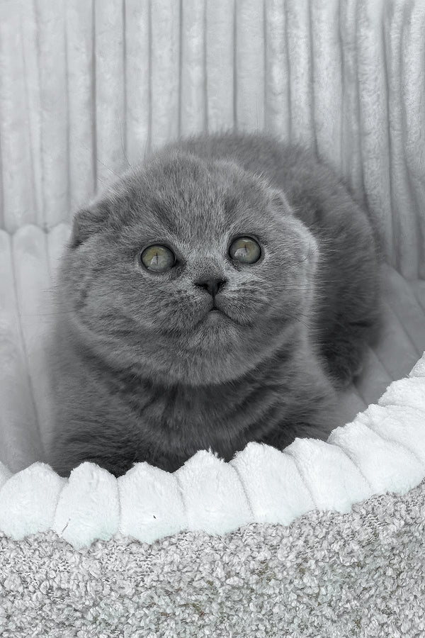 Tyson | Scottish Fold Kitten