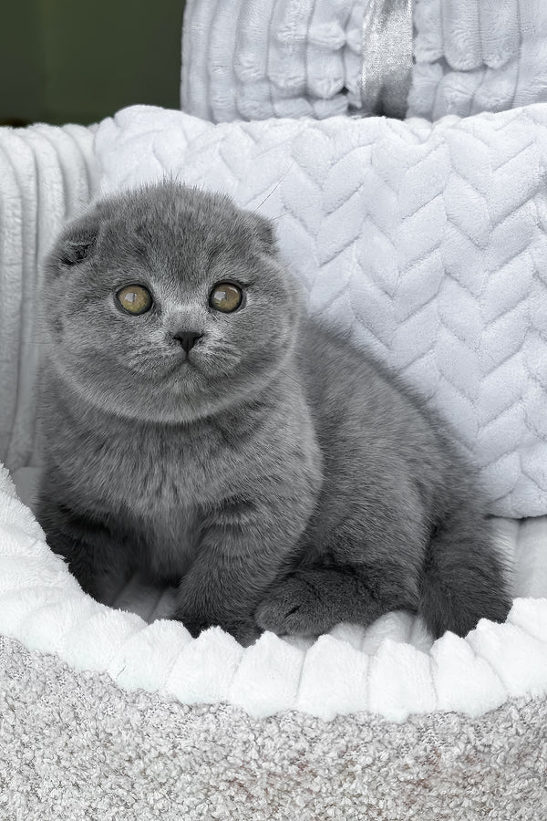 Tyson | Scottish Fold Kitten