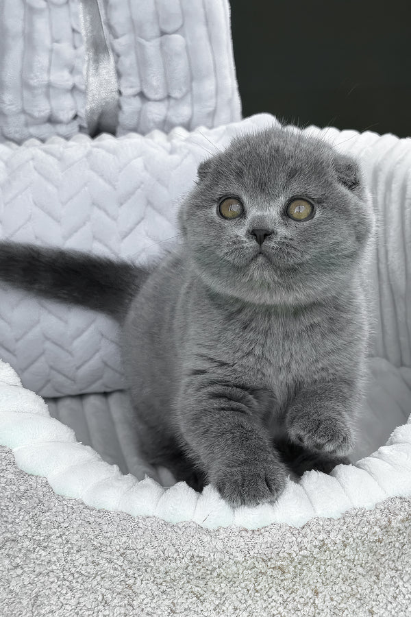 Tyson | Scottish Fold Kitten
