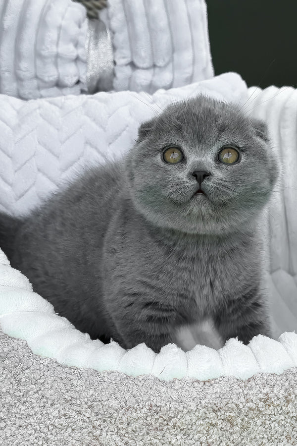 Tyson | Scottish Fold Kitten