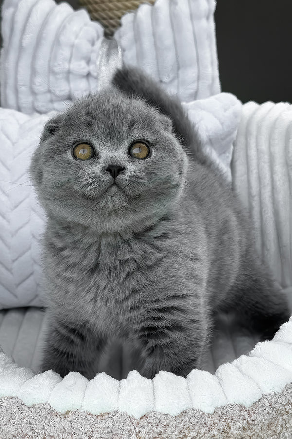 Tyson | Scottish Fold Kitten