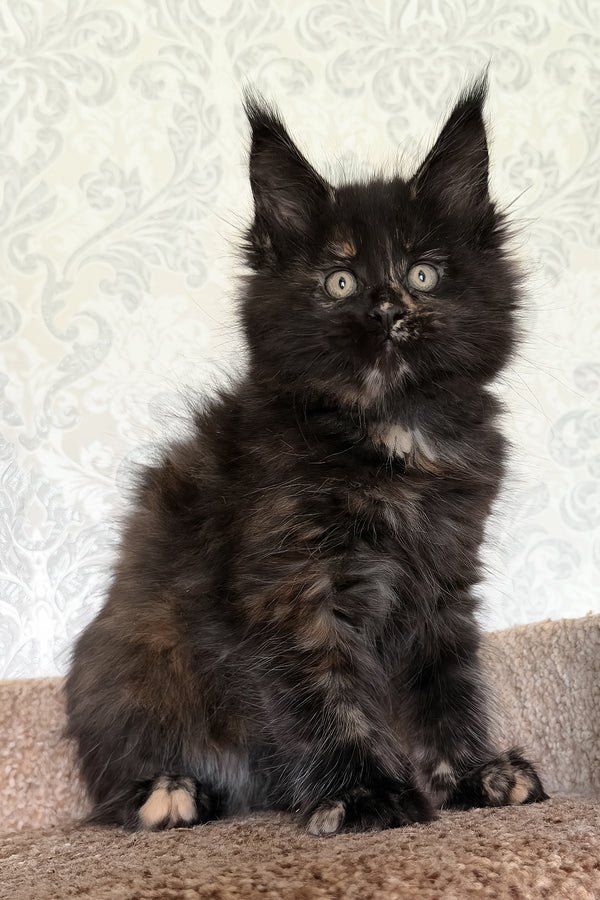 Tiliya | Maine Coon Kitten