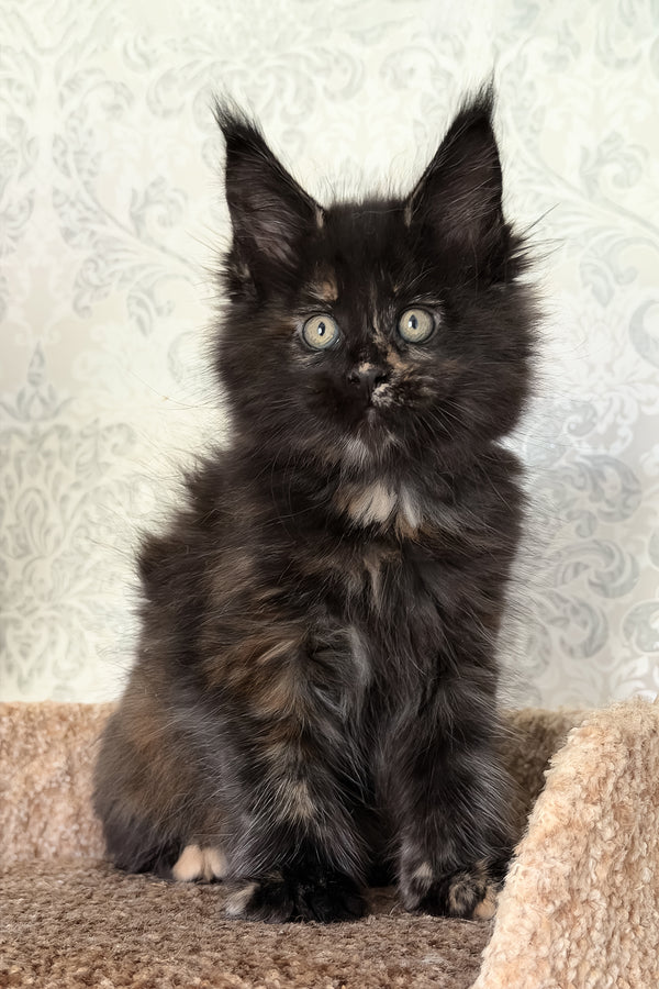 Tiliya | Maine Coon Kitten