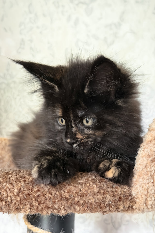 Tiliya | Maine Coon Kitten