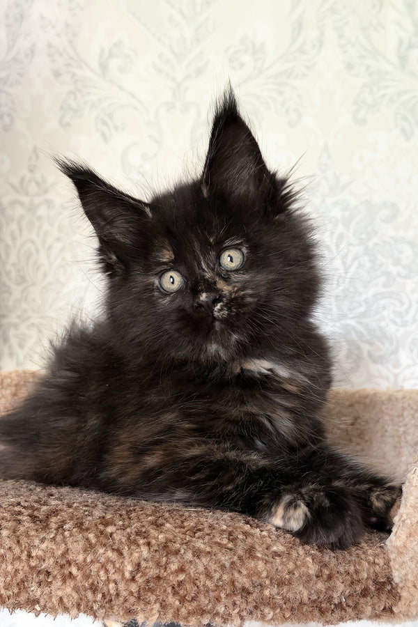 Tiliya | Maine Coon Kitten
