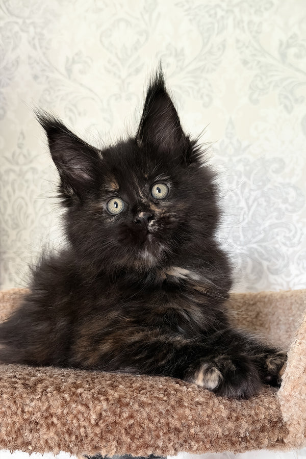 Tiliya | Maine Coon Kitten