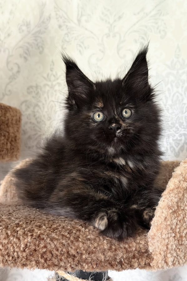 Tiliya | Maine Coon Kitten