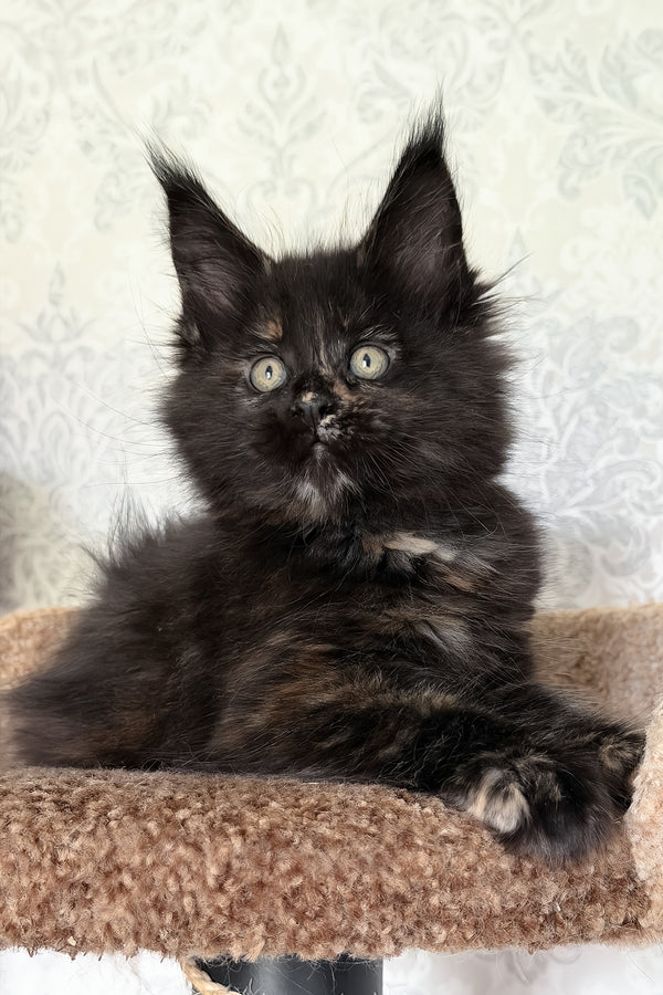 Tiliya | Maine Coon Kitten