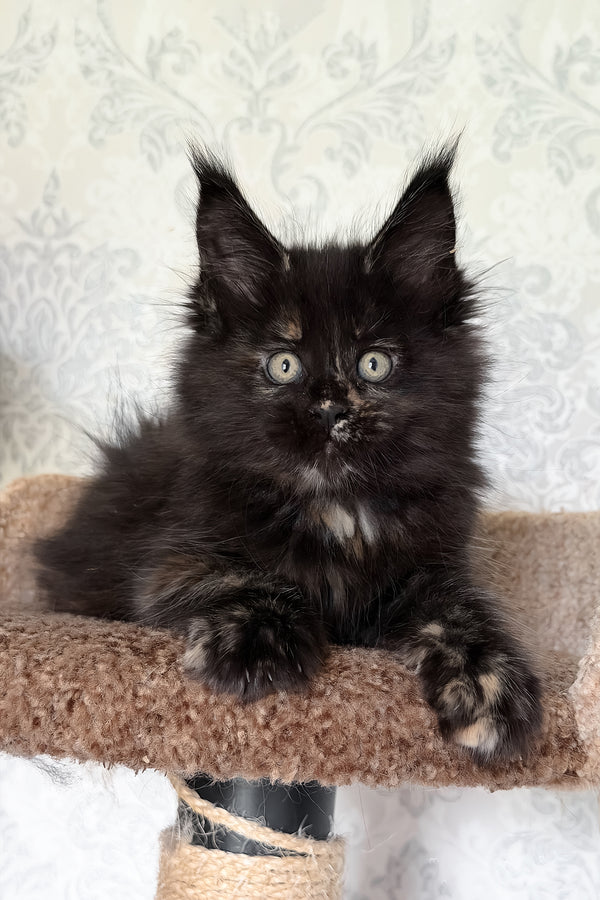 Tiliya | Maine Coon Kitten