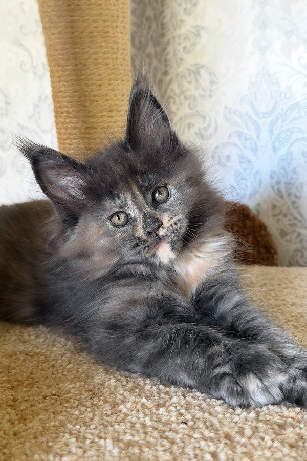 Tilly | Maine Coon Kitten