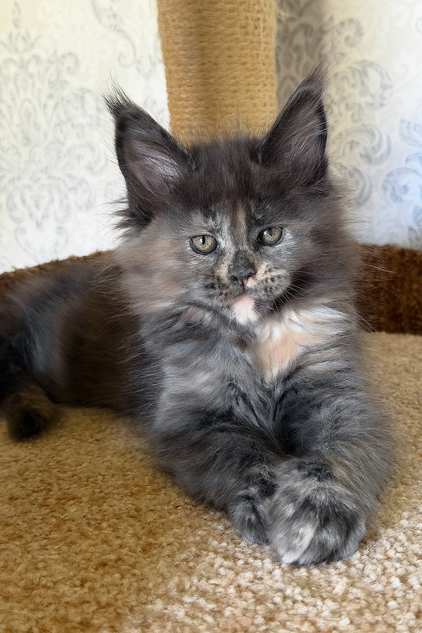 Tilly | Maine Coon Kitten