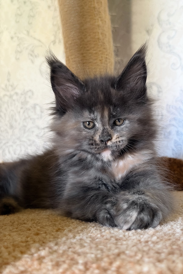 Tilly | Maine Coon Kitten