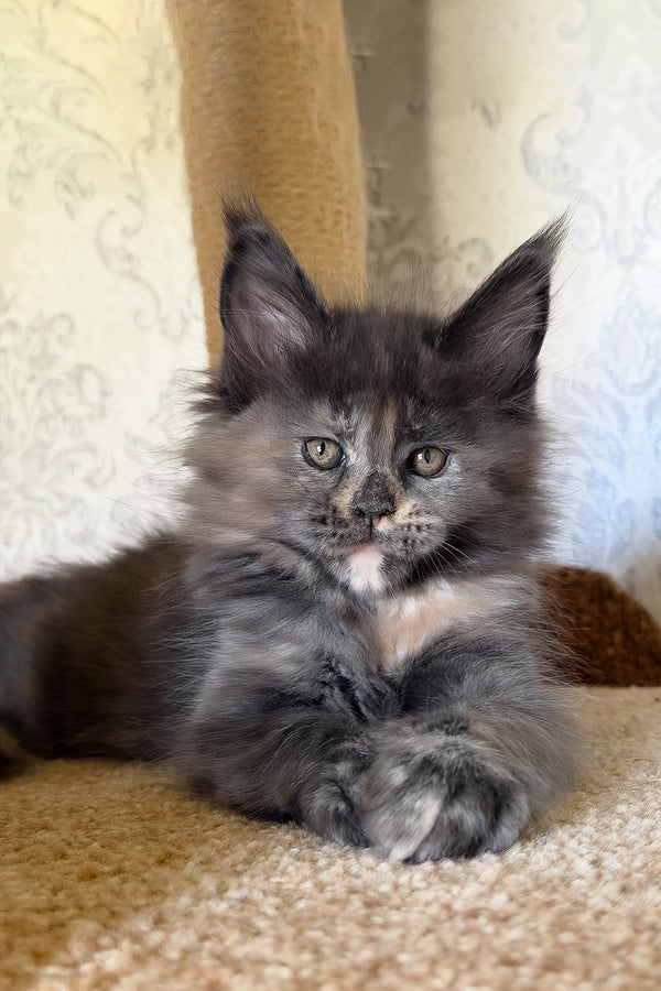 Tilly | Maine Coon Kitten