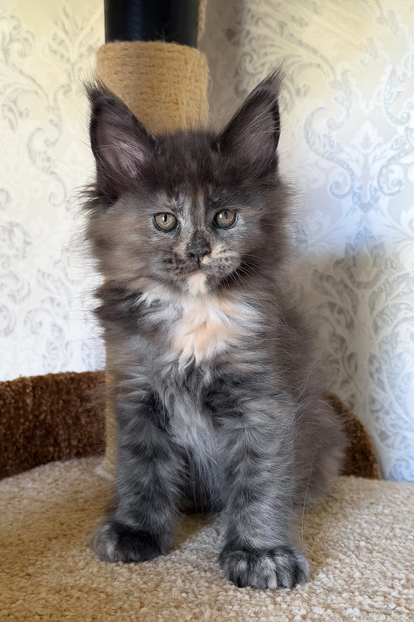 Tilly | Maine Coon Kitten