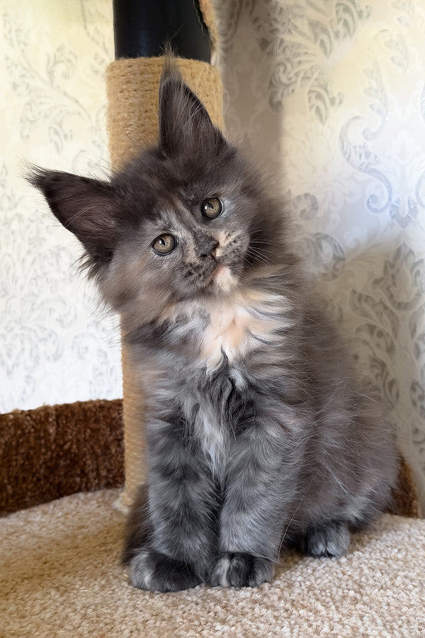 Tilly | Maine Coon Kitten