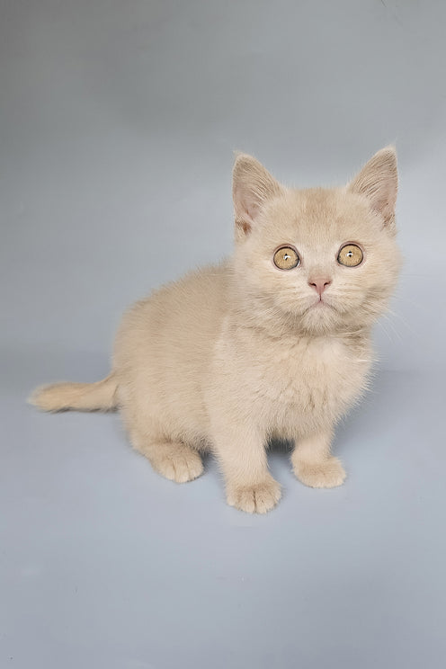 Tima | British Shorthair Kitten