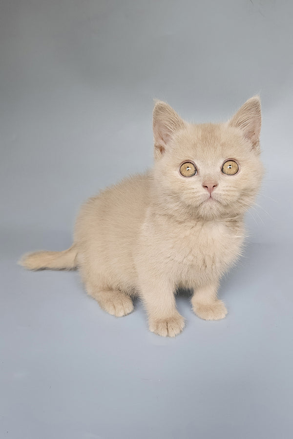 Tima | British Shorthair Kitten