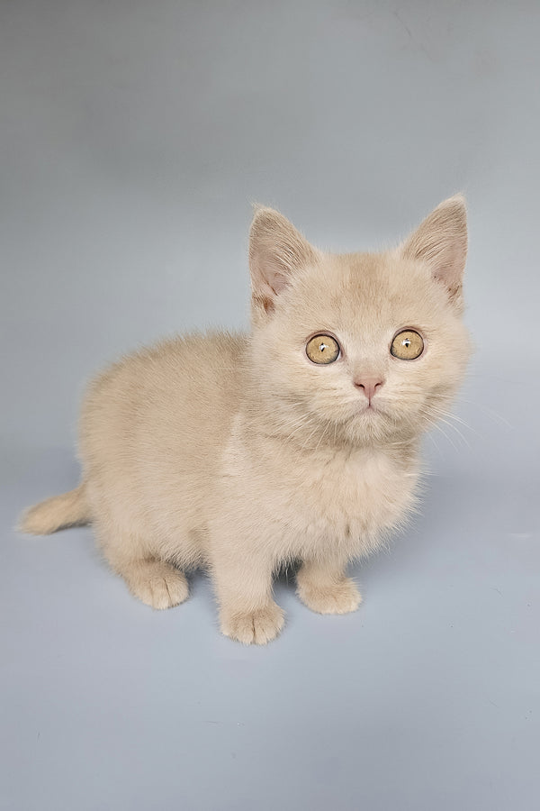 Tima | British Shorthair Kitten